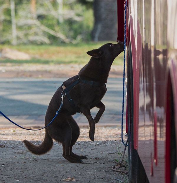 Pine rivers sales dog training club